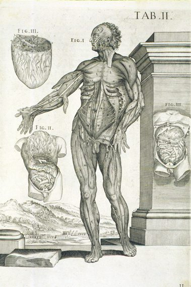 Cortona Anatomical Plate 2