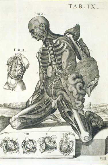 Cortona Anatomical Plate 9