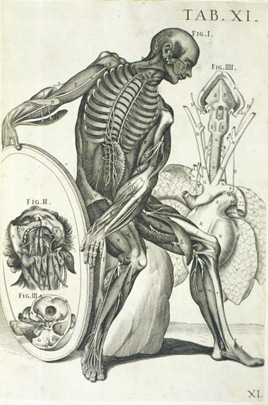 Cortona Anatomical Plate 11