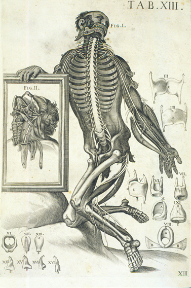 Cortona Anatomical Plate 13