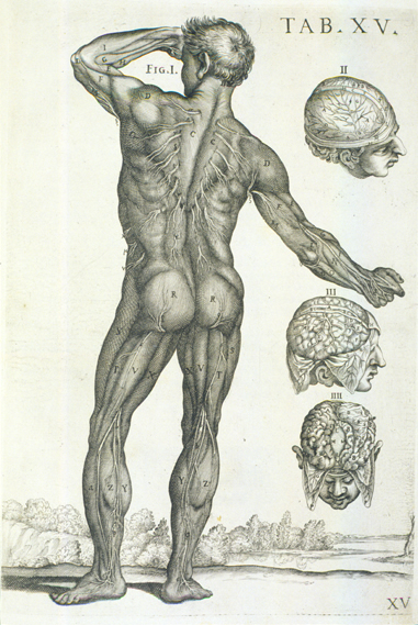 Cortona Anatomical Plate 15