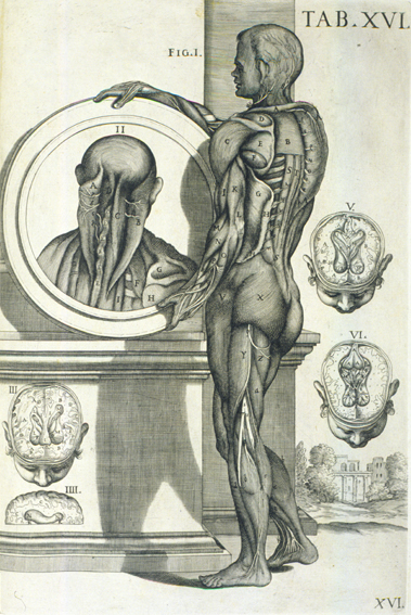 Cortona Anatomical Plate 16