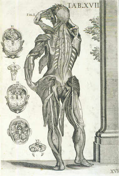 Cortona Anatomical Plate 17