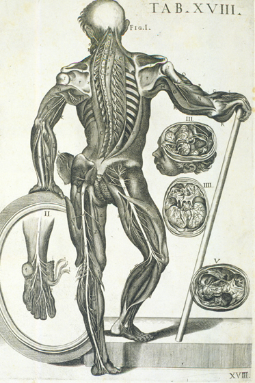 Cortona Anatomical Plate 18