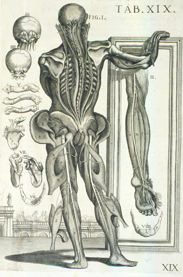 Cortona Anatomical Plate 19