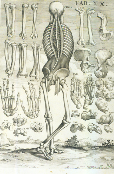 Cortona Anatomical Plate 20