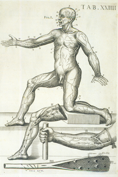 Cortona Anatomical Plate 24