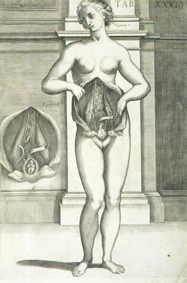 Cortona Anatomical Plate 27