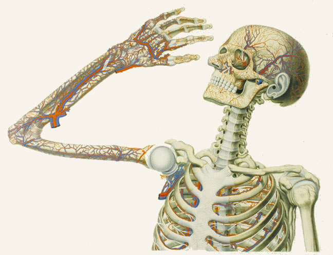 Skeleton Stratum Primum Tabula 1