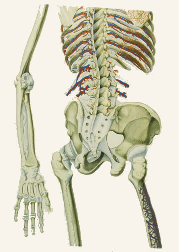 Skeleton Stratum Secundumum Tabula 2