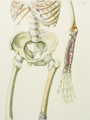 Skeleton Stratum Primum Tabula 2