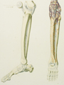 Skeleton Stratum Primum Tabula 3