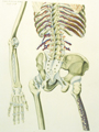 Skeleton Stratum Secondum Tabula 2